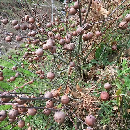 Casa Do Volframio Сasa de vacaciones *