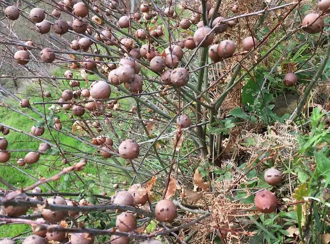 Casa Do Volframio Dom wakacyjny *